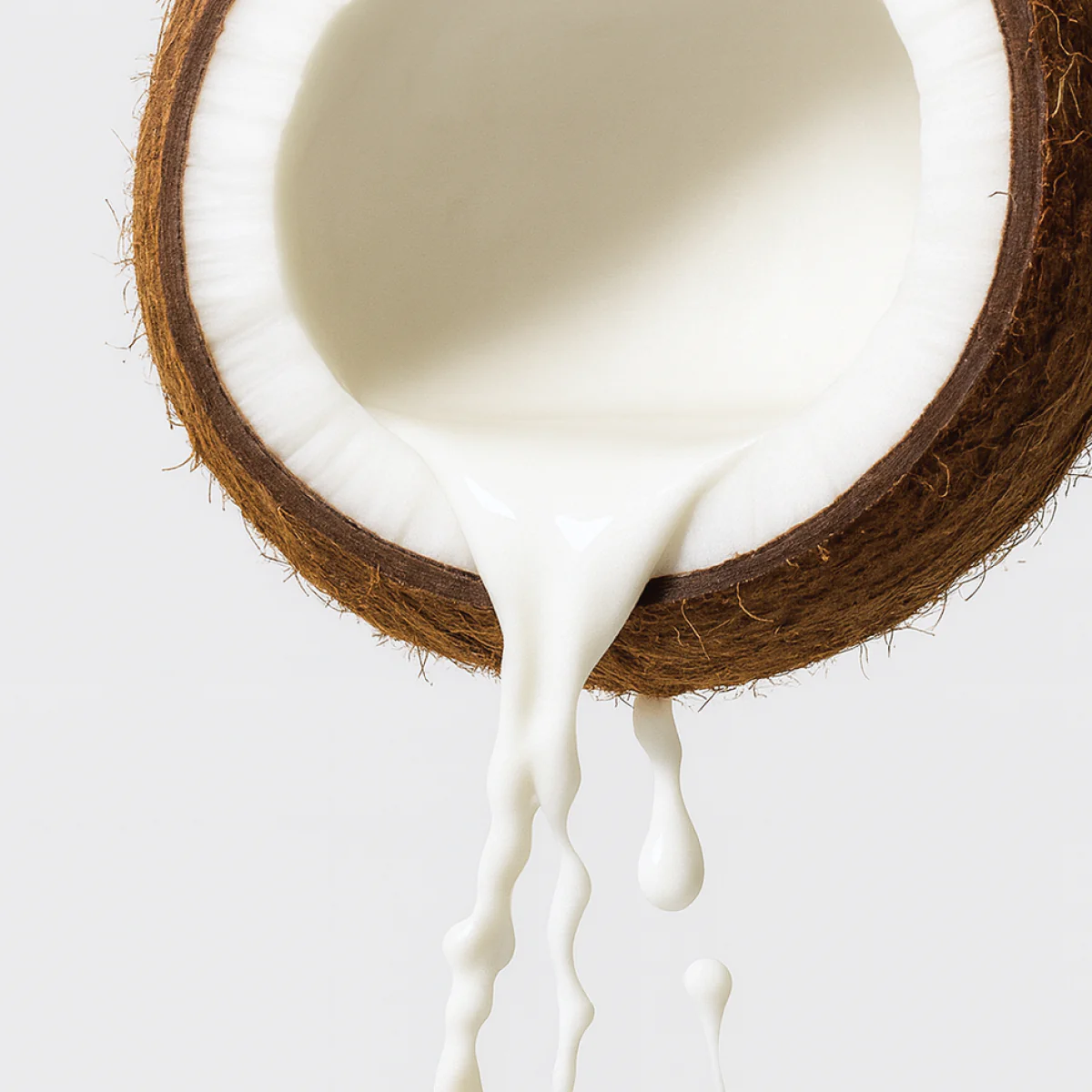 Coconut Hybrid Original - Image 8